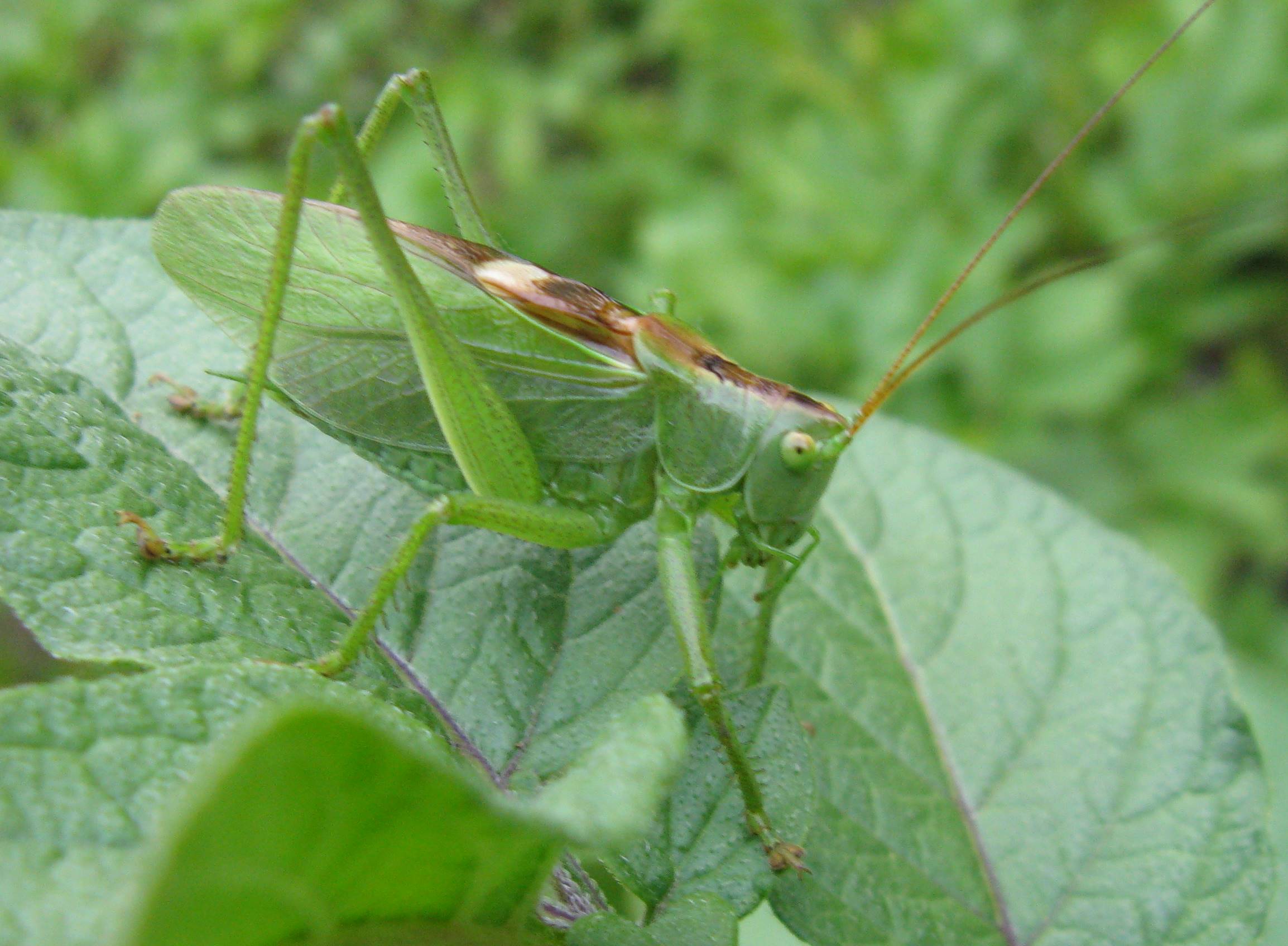 Cavalletta bellunese: Tettigonia cantans