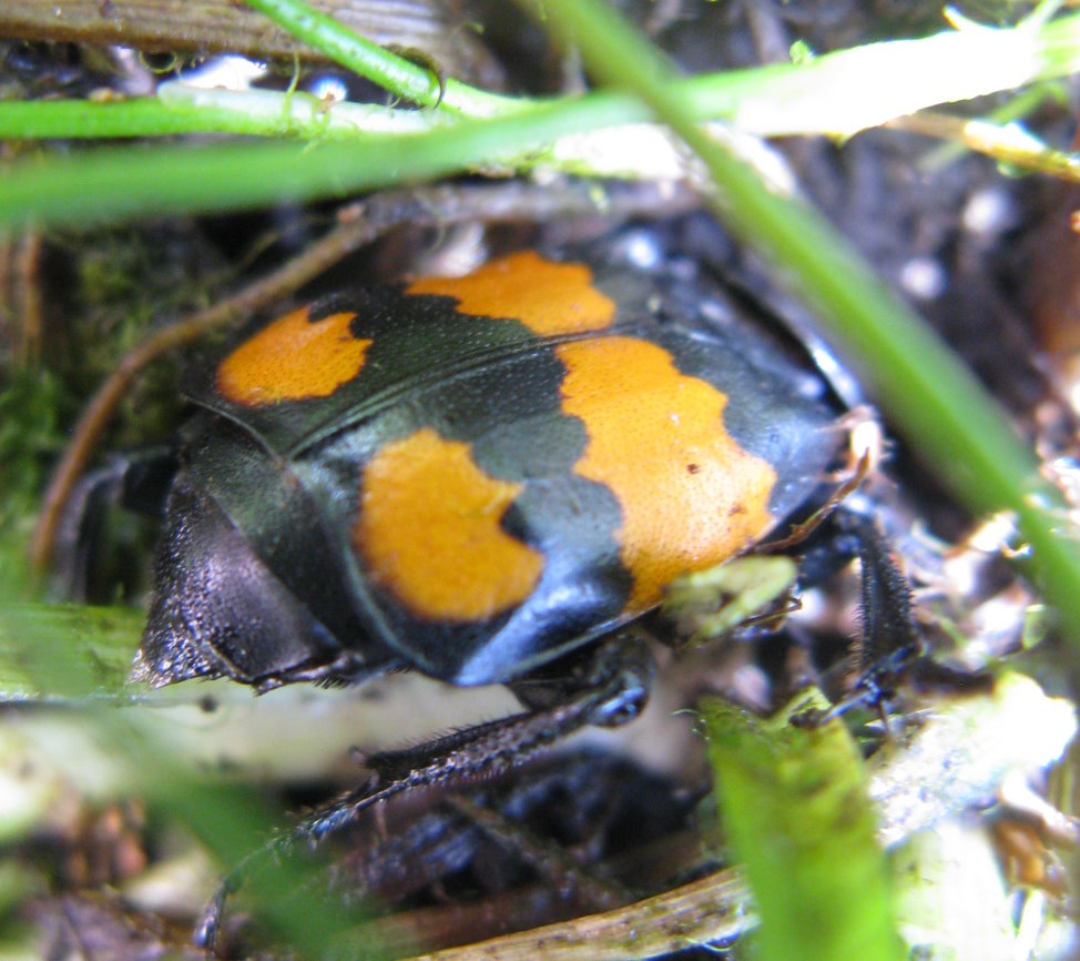 Coleottero Dolomitico da id: Nicrophorus vespilloides