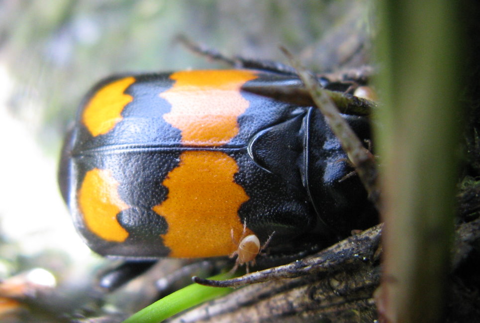 Coleottero Dolomitico da id: Nicrophorus vespilloides