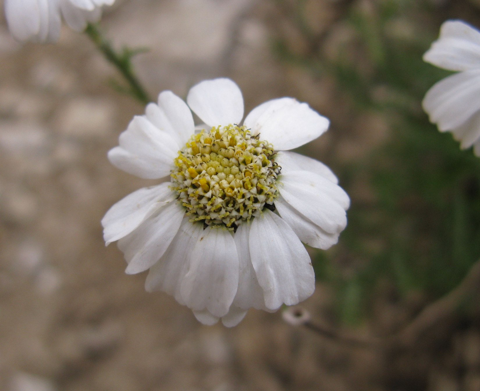 Dolomiti Zoldane - Achillea oxyloba