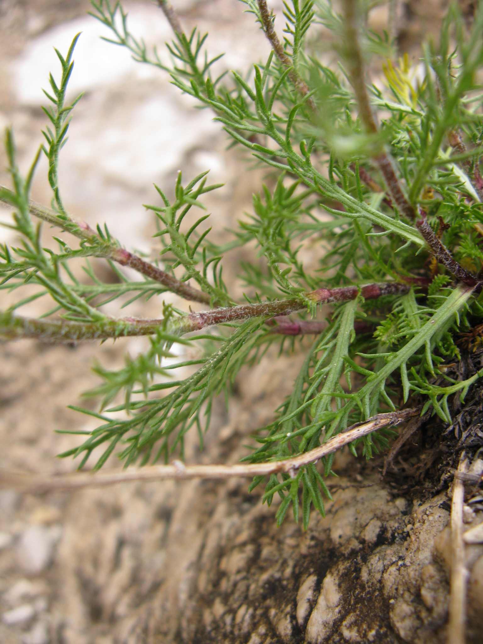 Dolomiti Zoldane - Achillea oxyloba