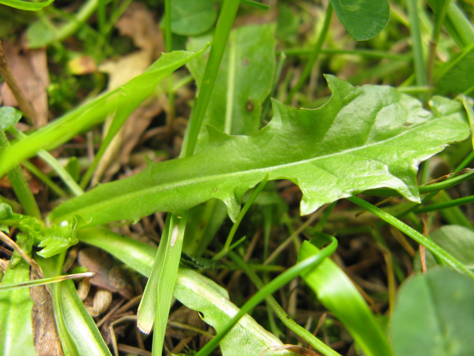 Crepis aurea / Crepide aranciata