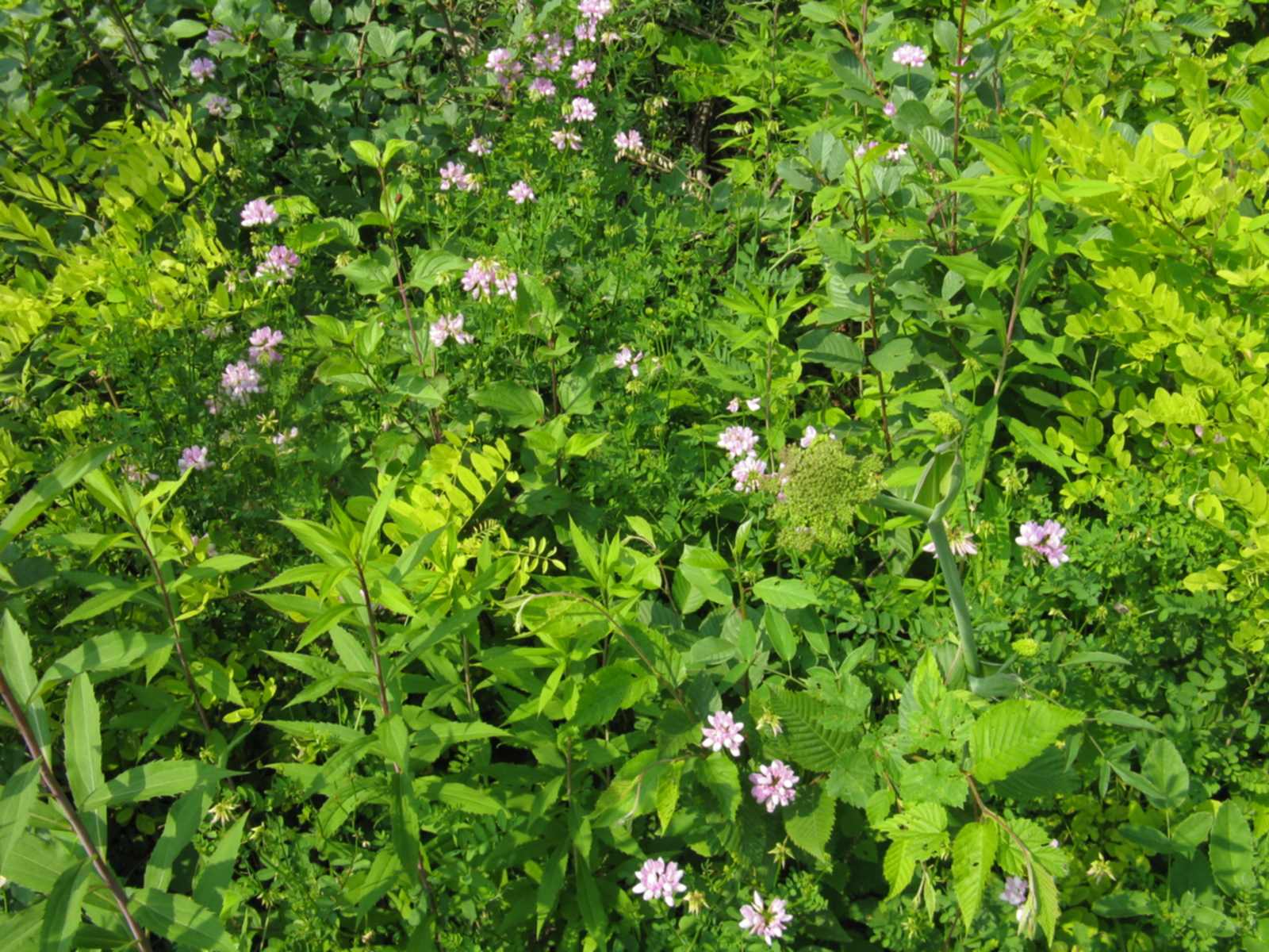 Securigera varia