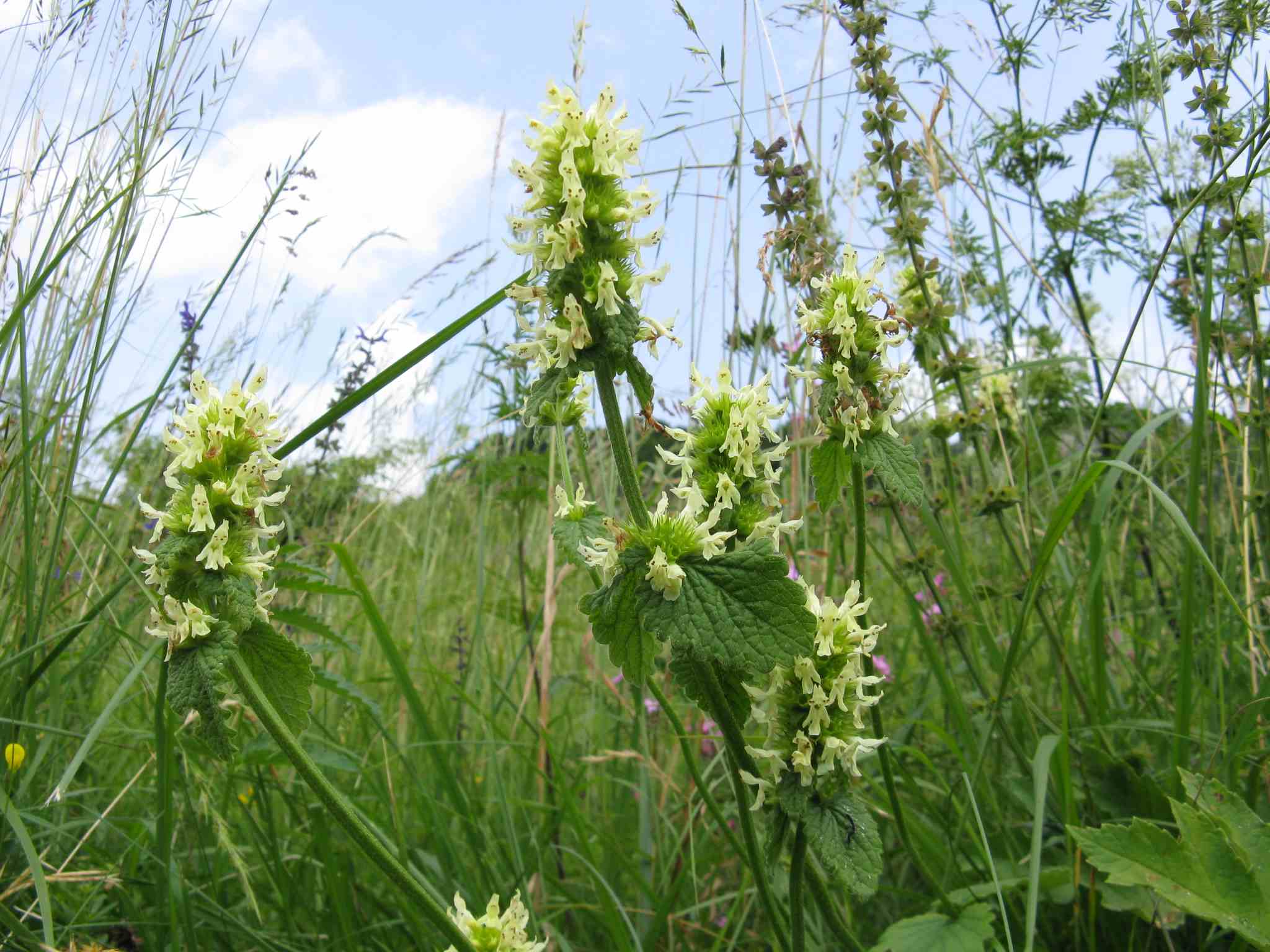 Betonica alopecuros (=Stachys alopecuros) / Betonica bianca