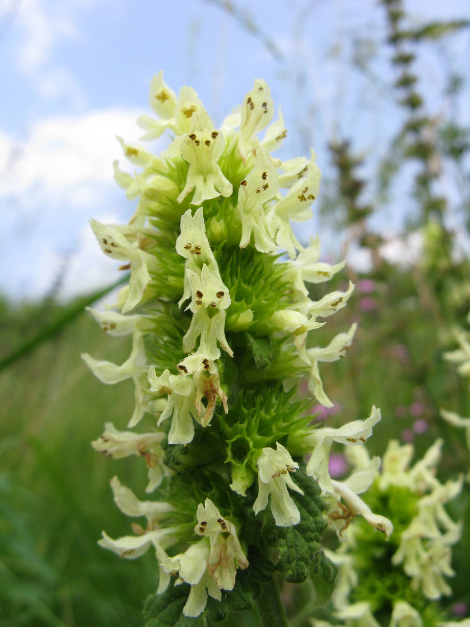 Betonica alopecuros (=Stachys alopecuros) / Betonica bianca