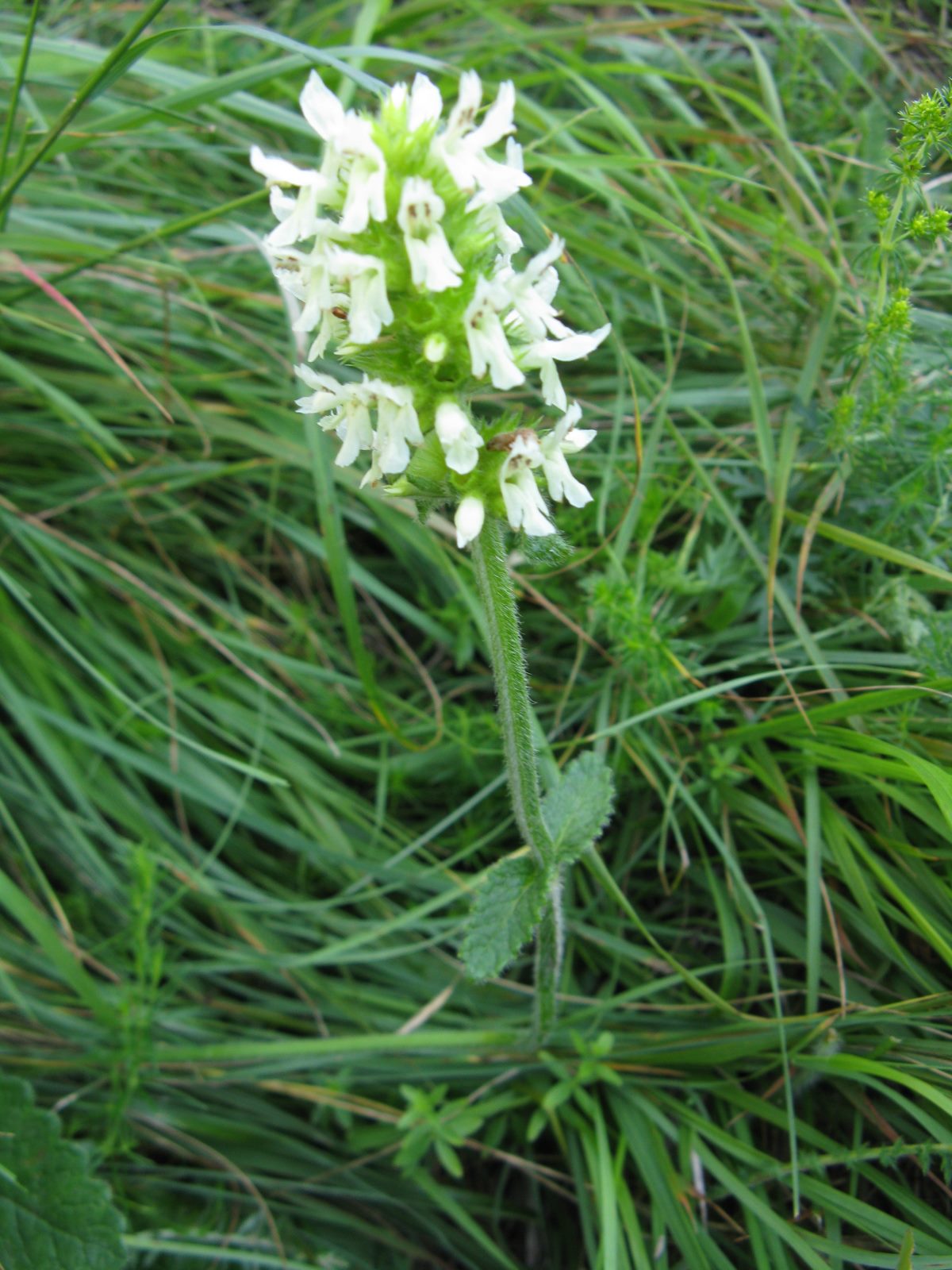 Betonica alopecuros (=Stachys alopecuros) / Betonica bianca