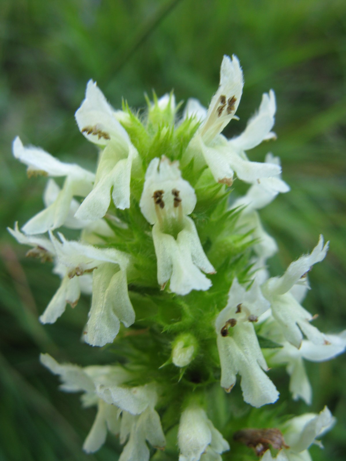 Betonica alopecuros (=Stachys alopecuros) / Betonica bianca