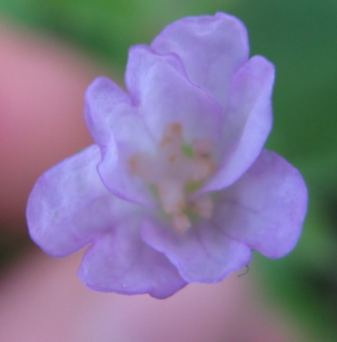 pianta bellunese da determinare - Epilobium sp.