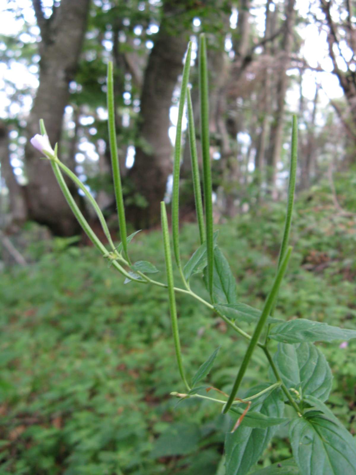 pianta bellunese da determinare - Epilobium sp.