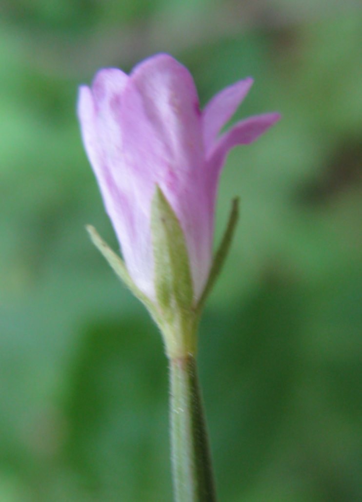 pianta bellunese da determinare - Epilobium sp.