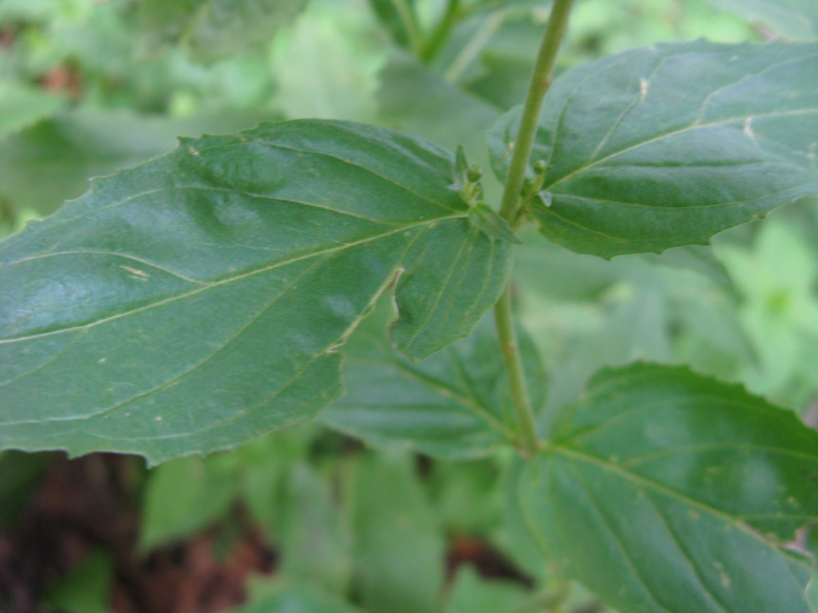 pianta bellunese da determinare - Epilobium sp.