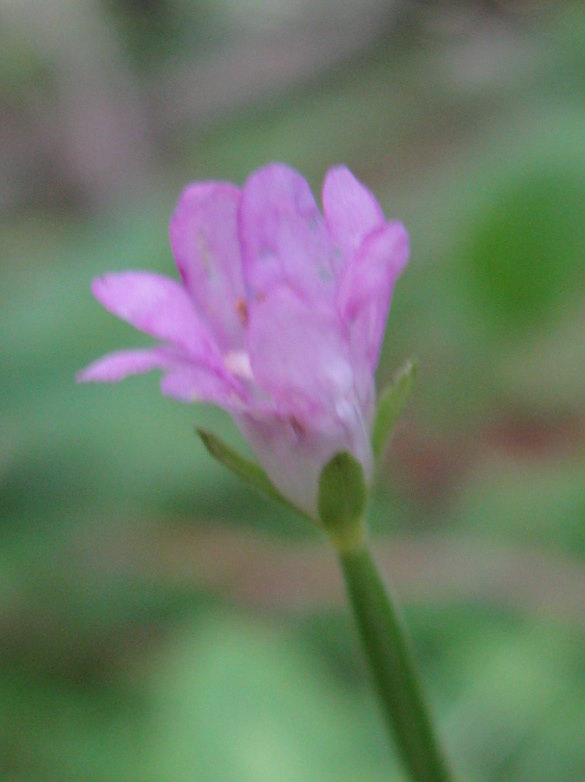pianta bellunese da determinare - Epilobium sp.