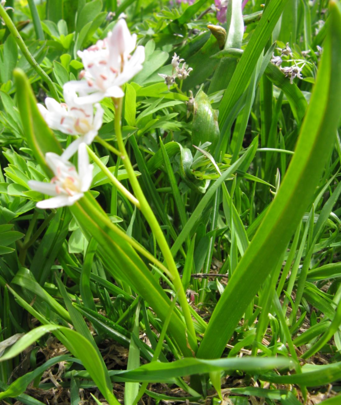 Scilla bifolia