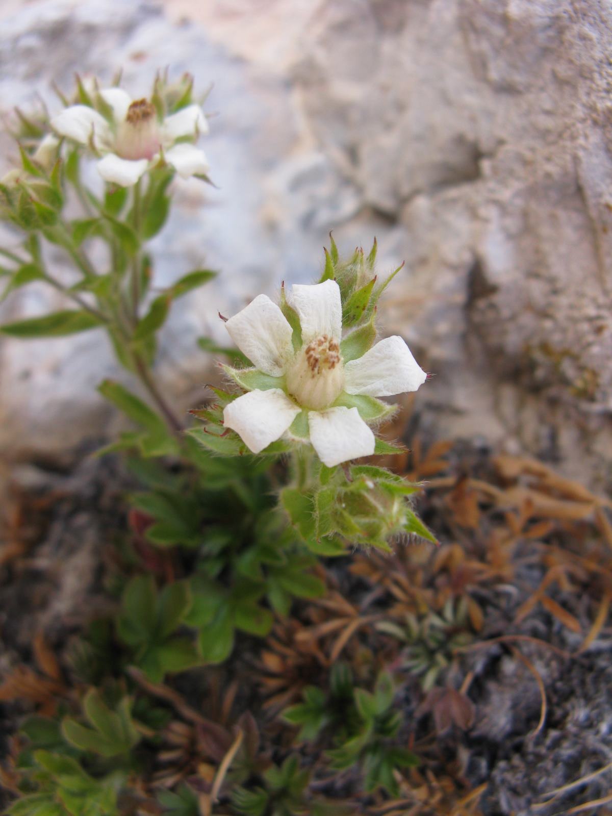 Potentilla caulescens