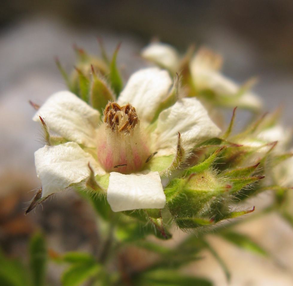 Potentilla caulescens