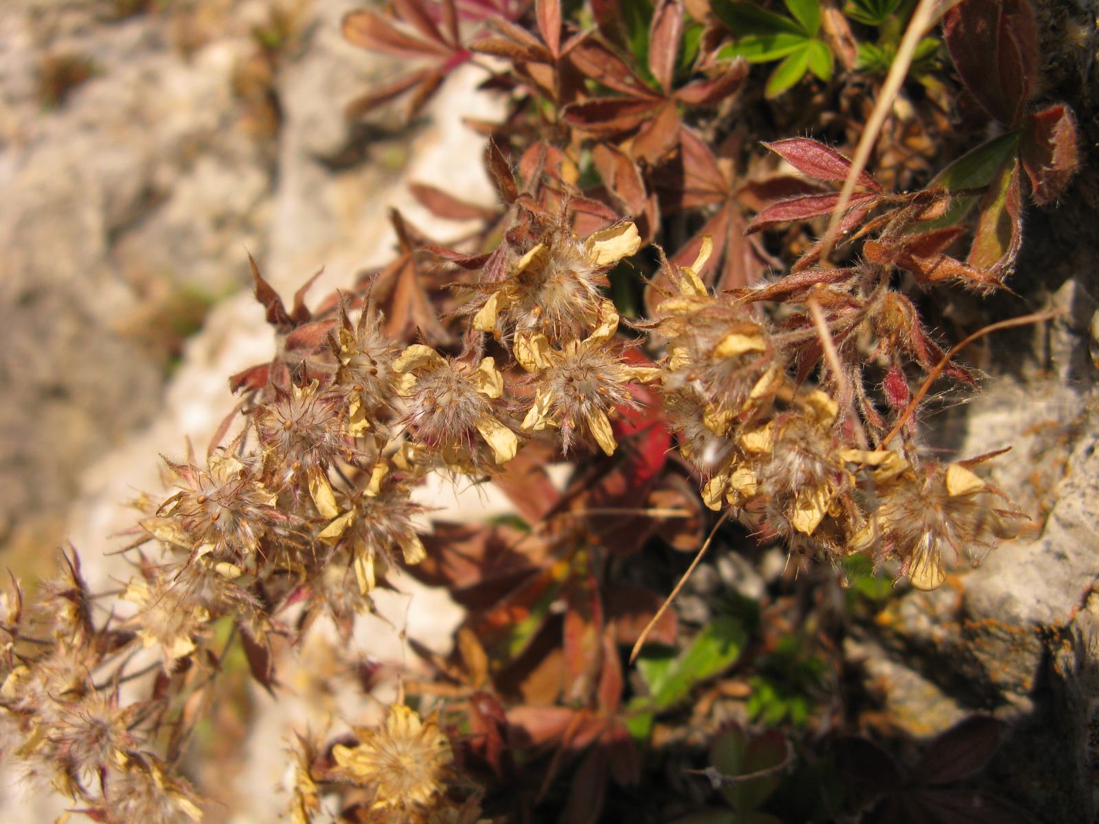 Potentilla caulescens