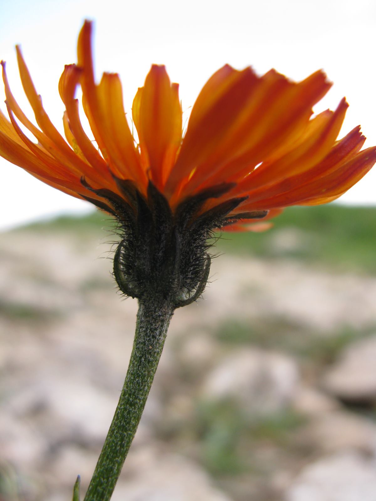 Crepis aurea / Crepide aranciata