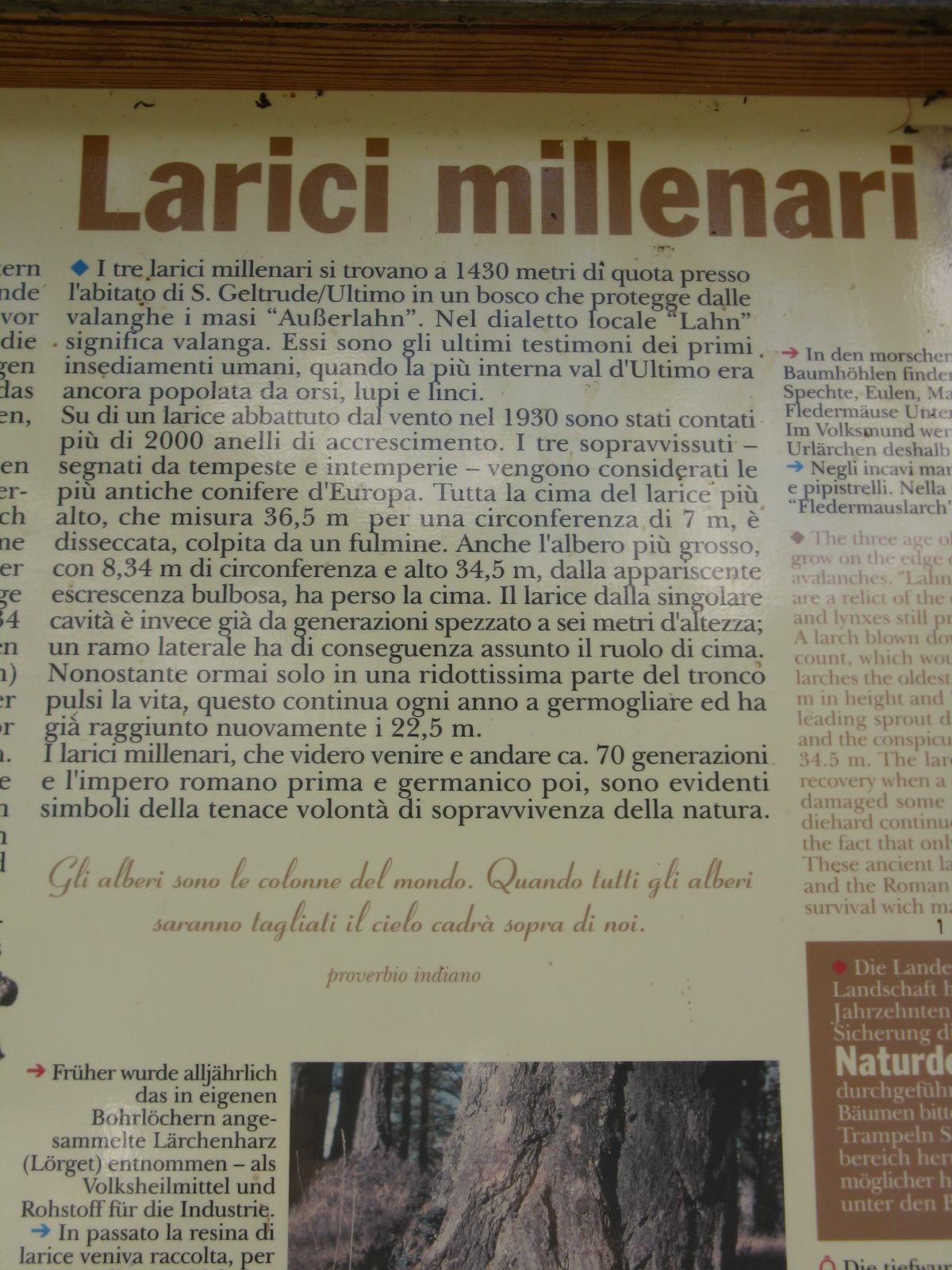 I larici millenari della Val d''Ultimo.