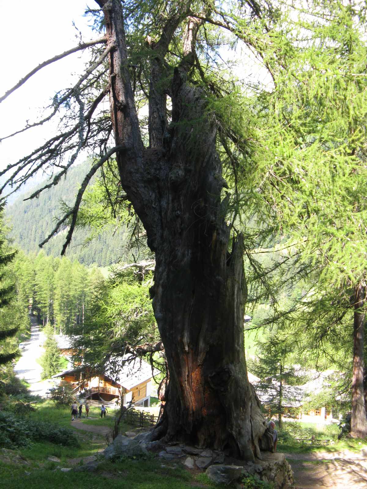 I larici millenari della Val d''Ultimo.