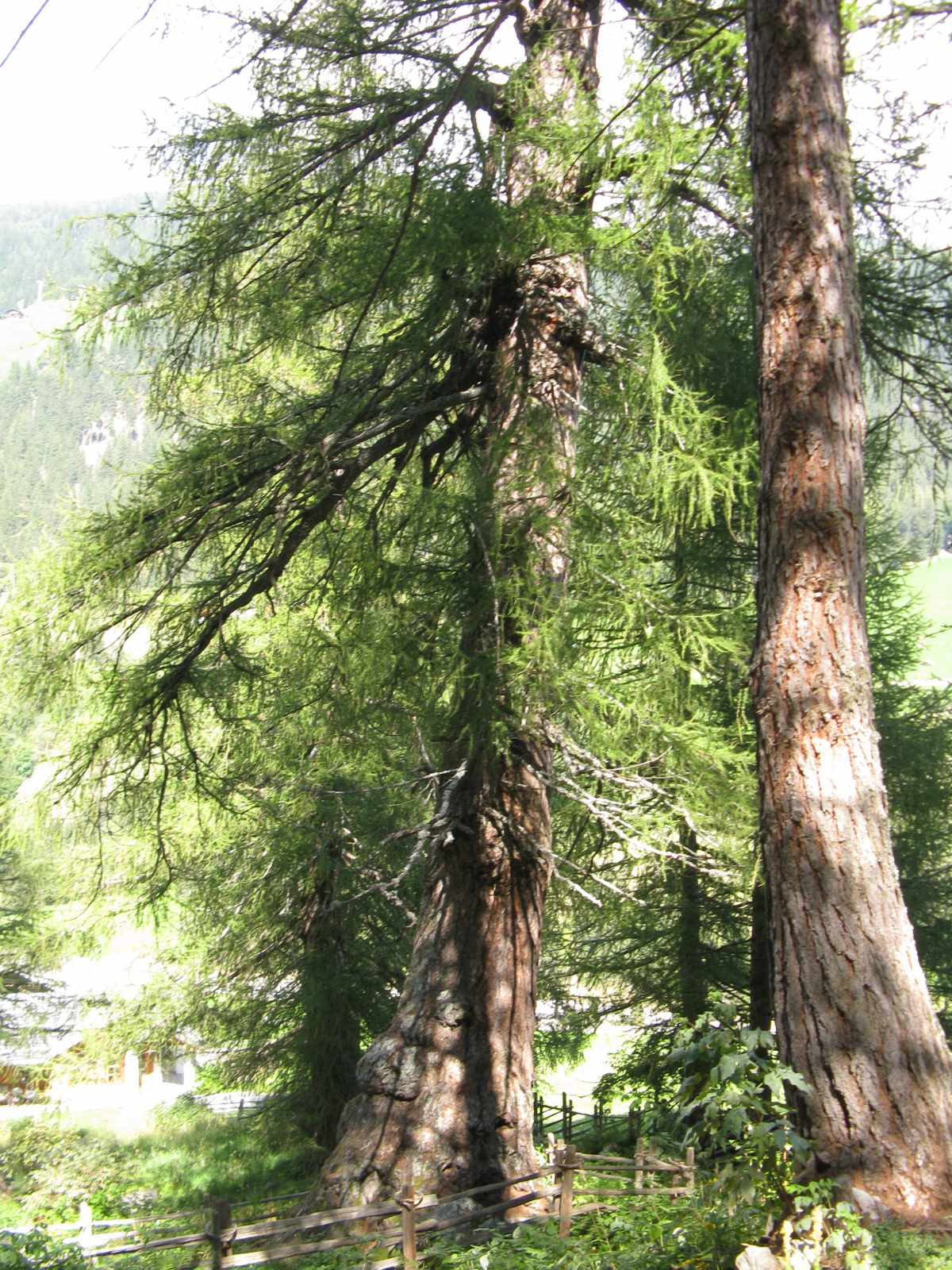 I larici millenari della Val d''Ultimo.