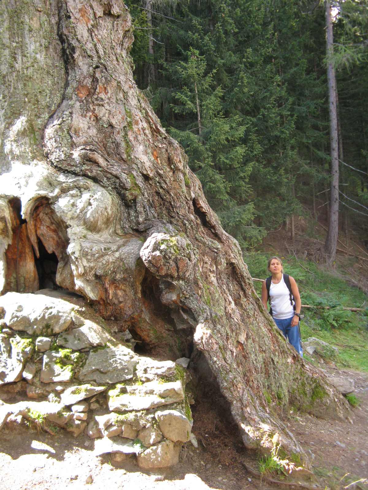 I larici millenari della Val d''Ultimo.