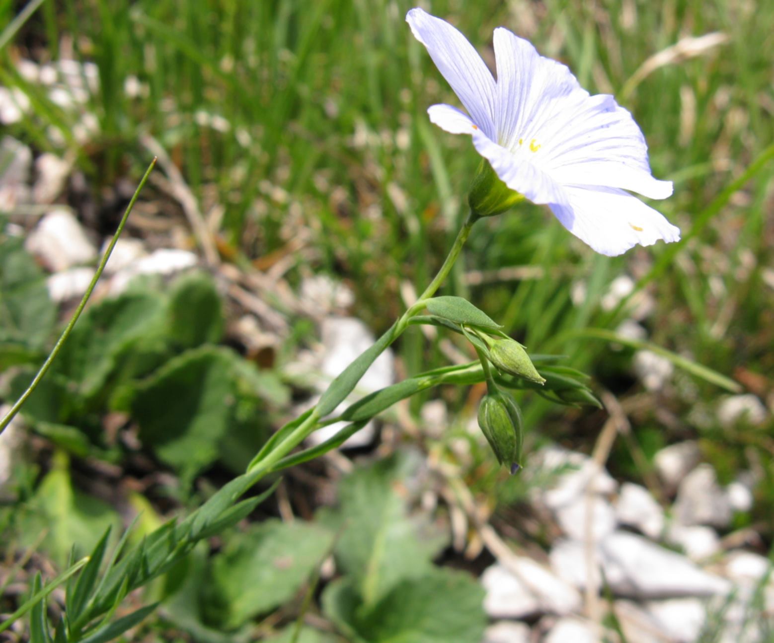 Linum alpinum / Lino celeste