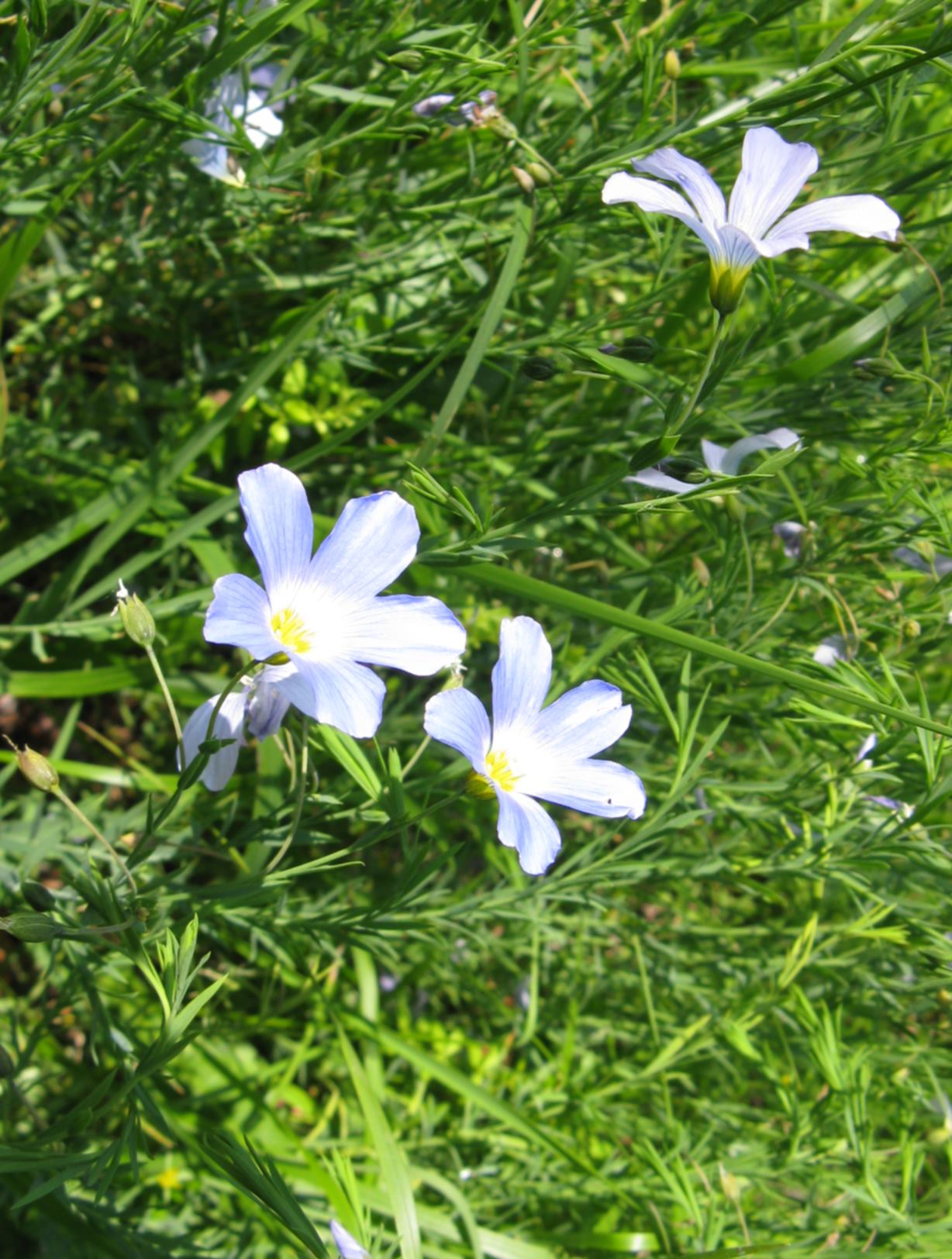Linum alpinum / Lino celeste