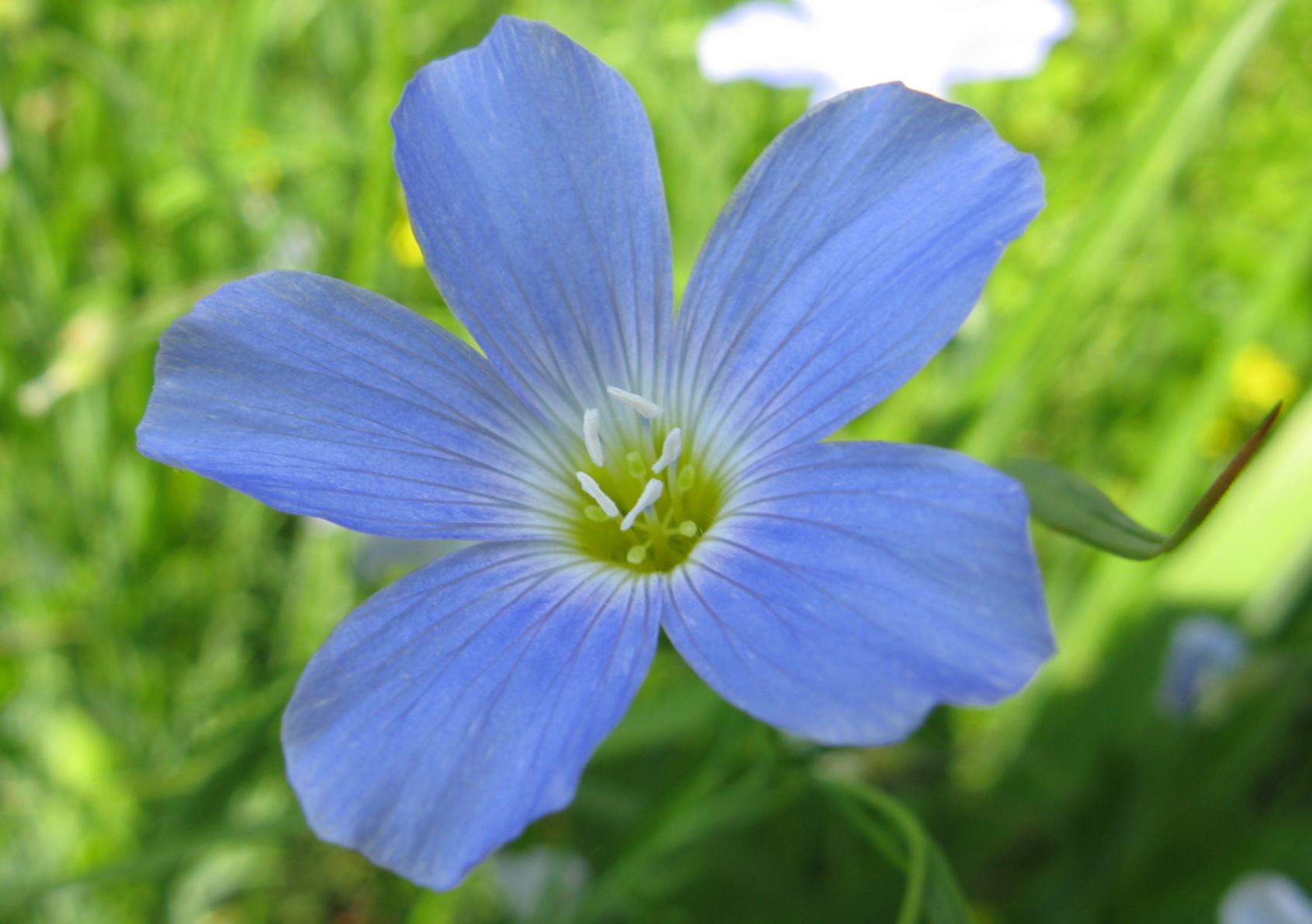 Linum alpinum / Lino celeste