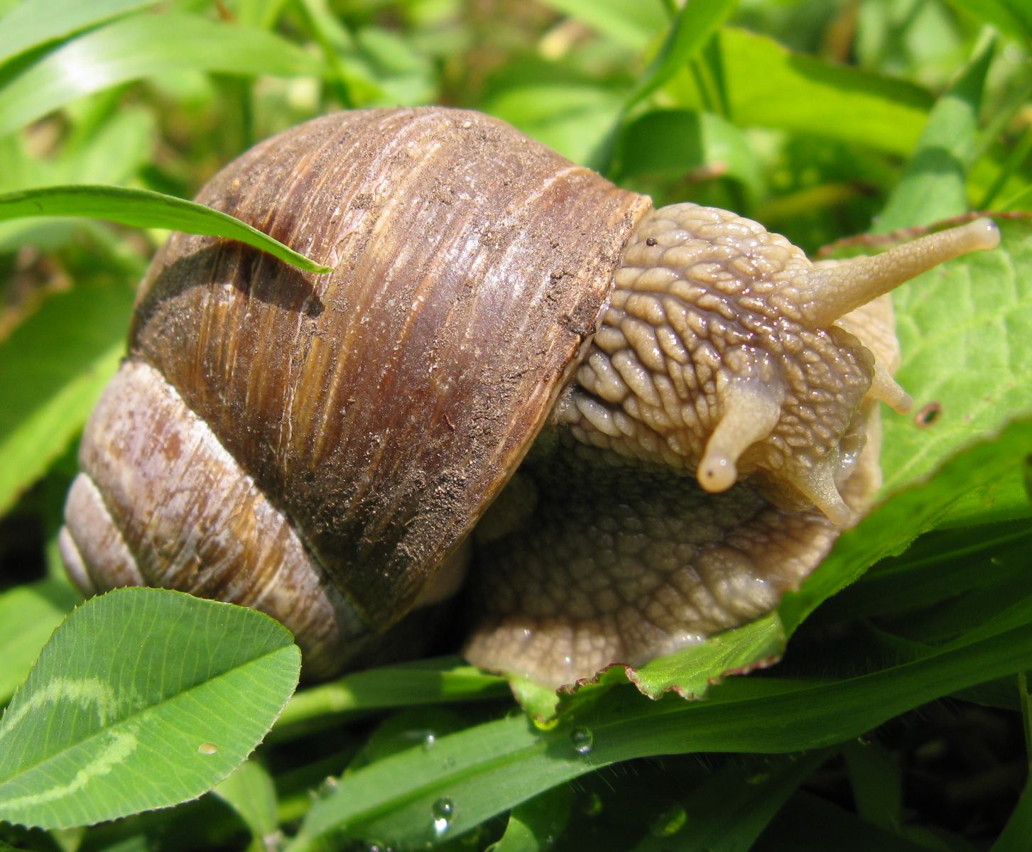gasteropoda longaronese
