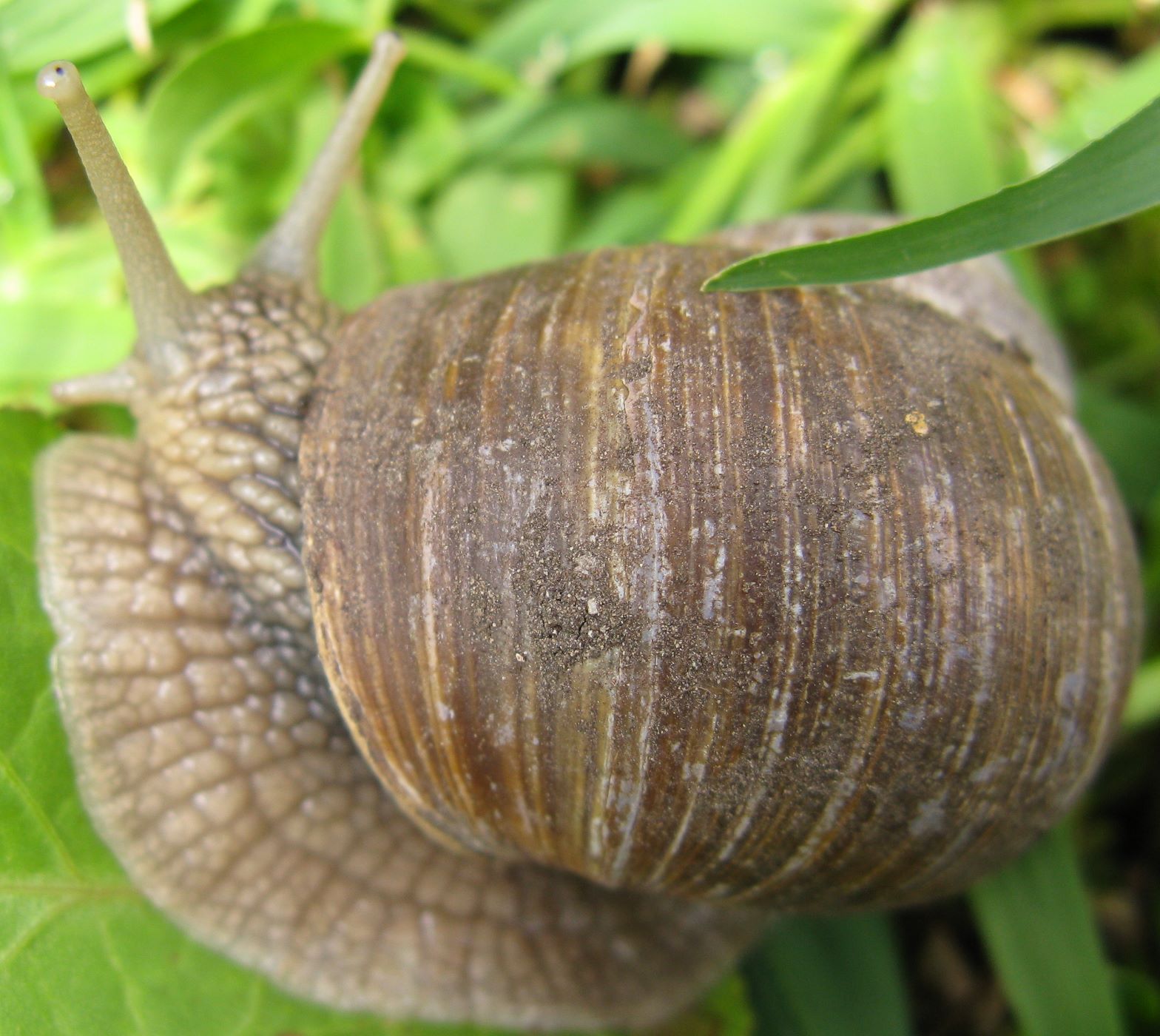 gasteropoda longaronese