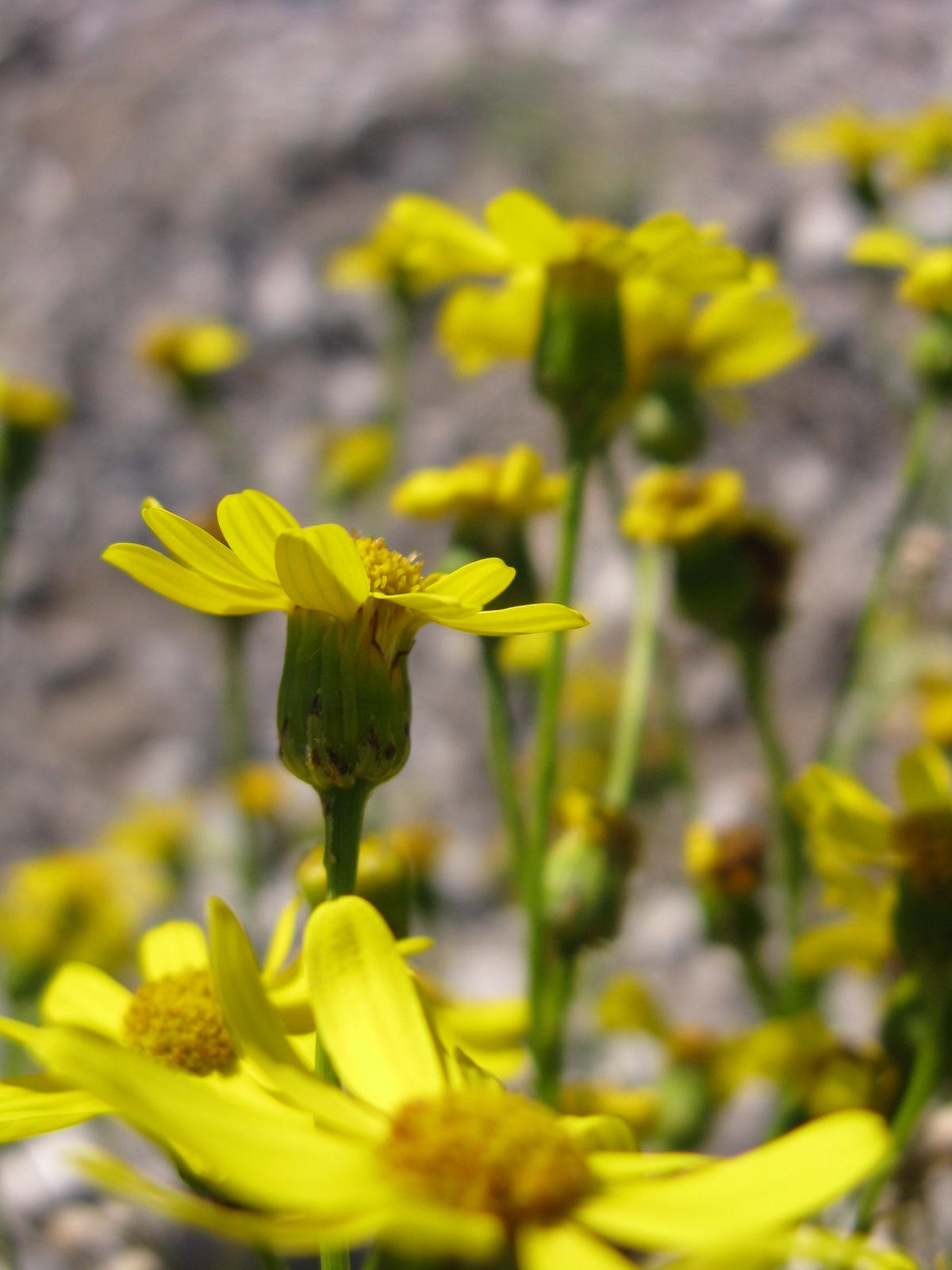 Senecio inaequidens