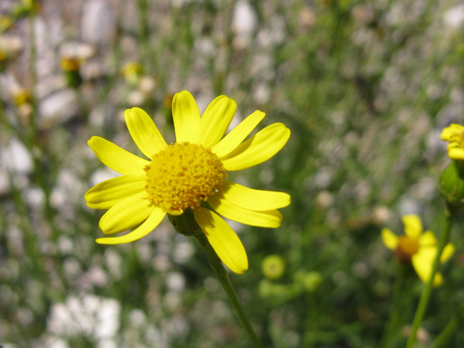 Senecio inaequidens