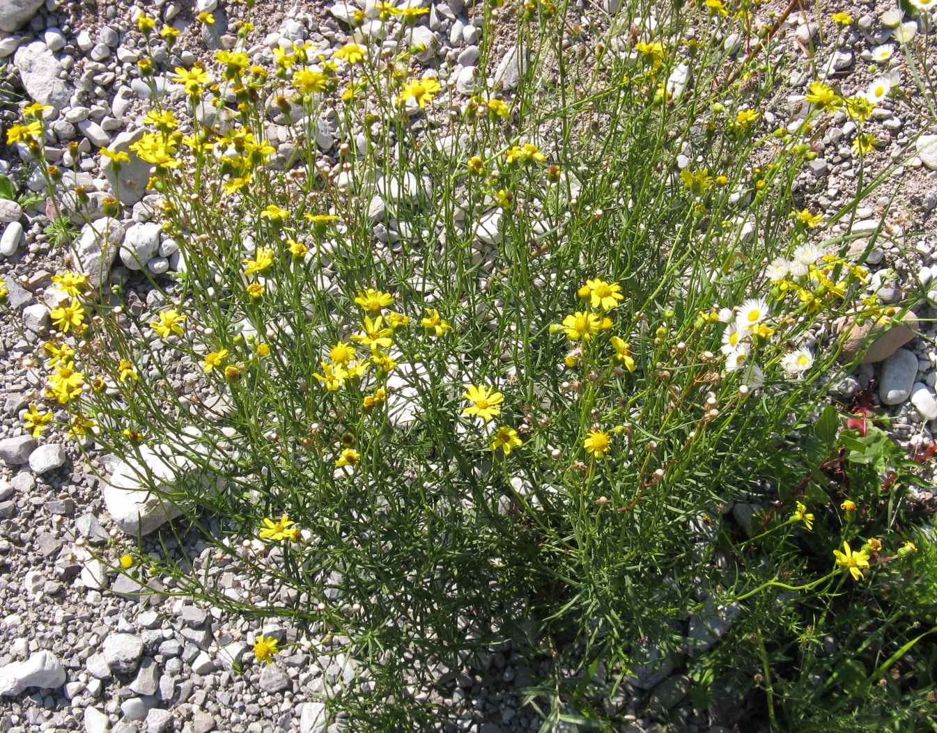 Senecio inaequidens
