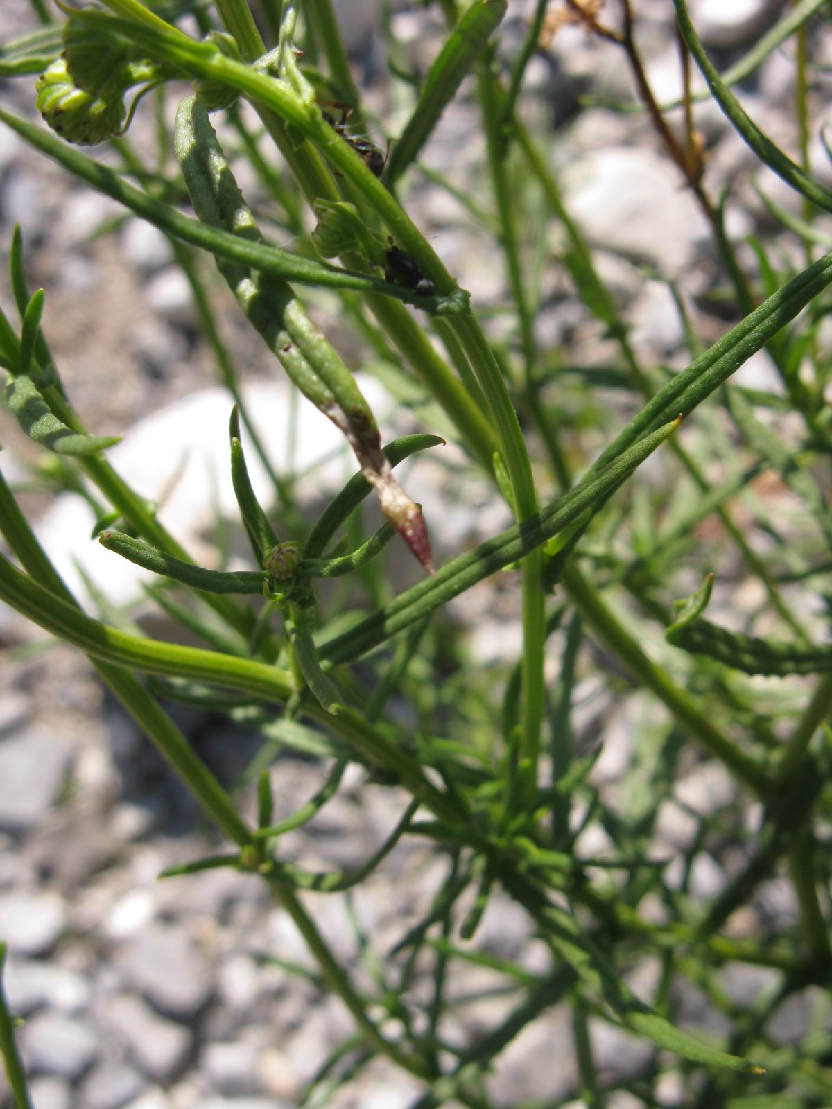 Senecio inaequidens