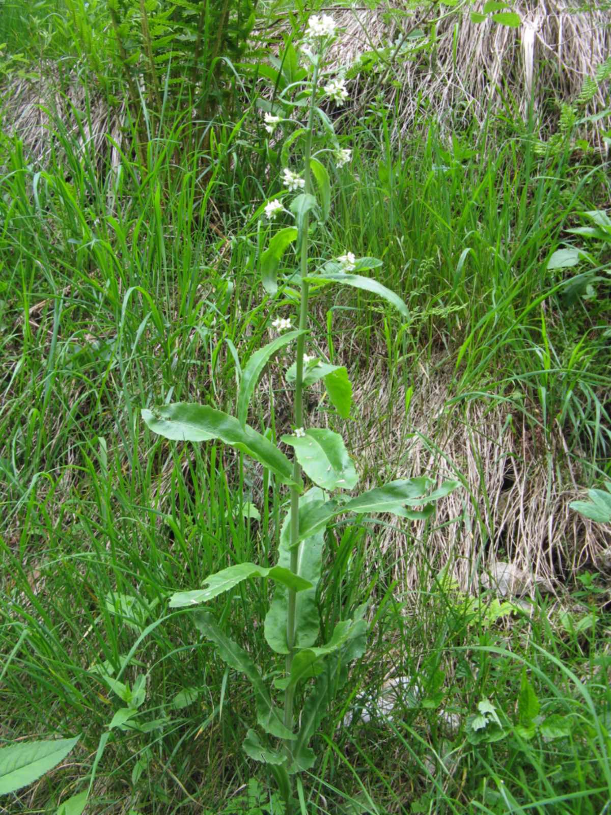 Pseudoturritis turrita (= Arabis turrita) / Arabetta maggiore