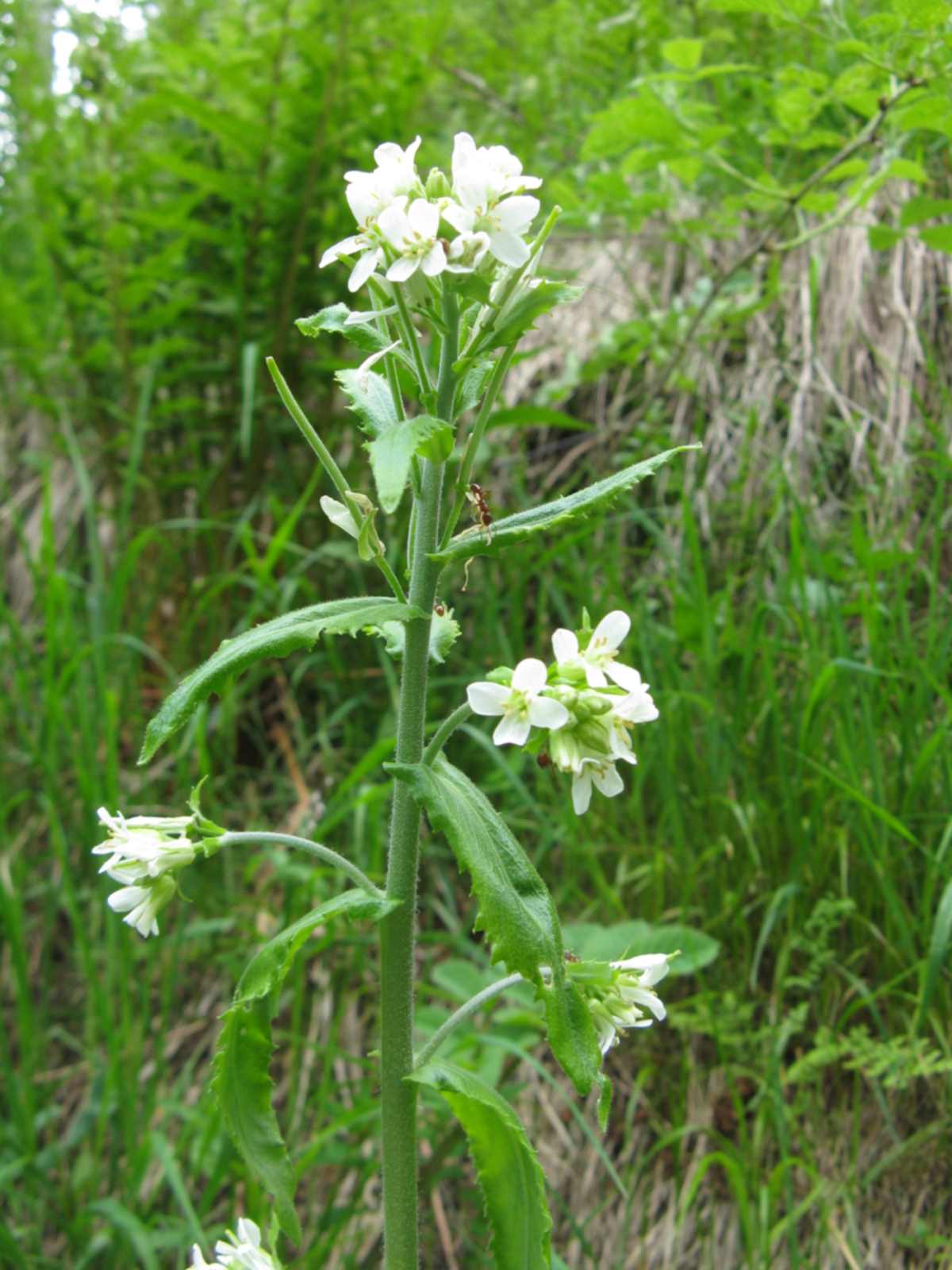 Pseudoturritis turrita (= Arabis turrita) / Arabetta maggiore