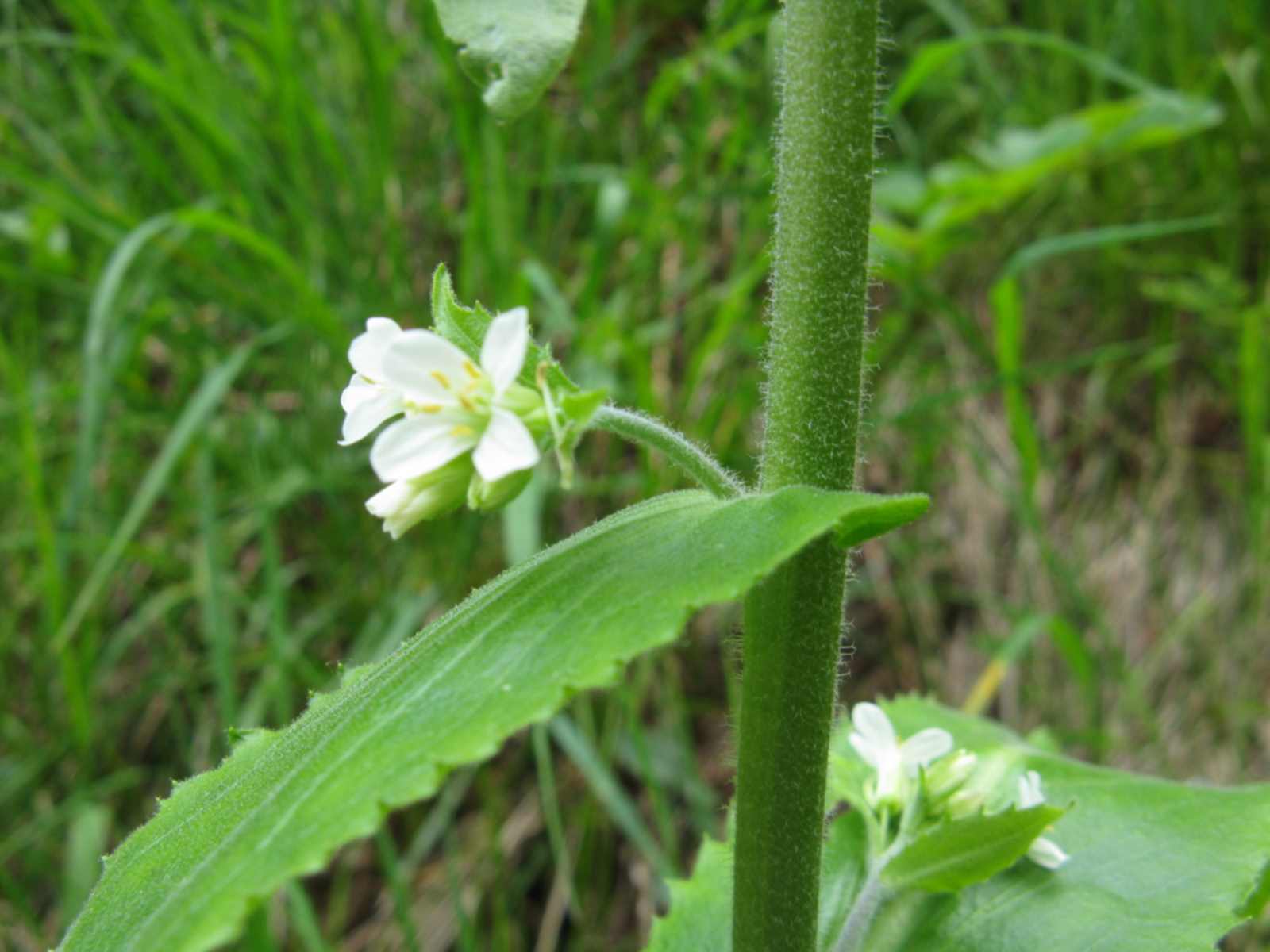 Pseudoturritis turrita (= Arabis turrita) / Arabetta maggiore
