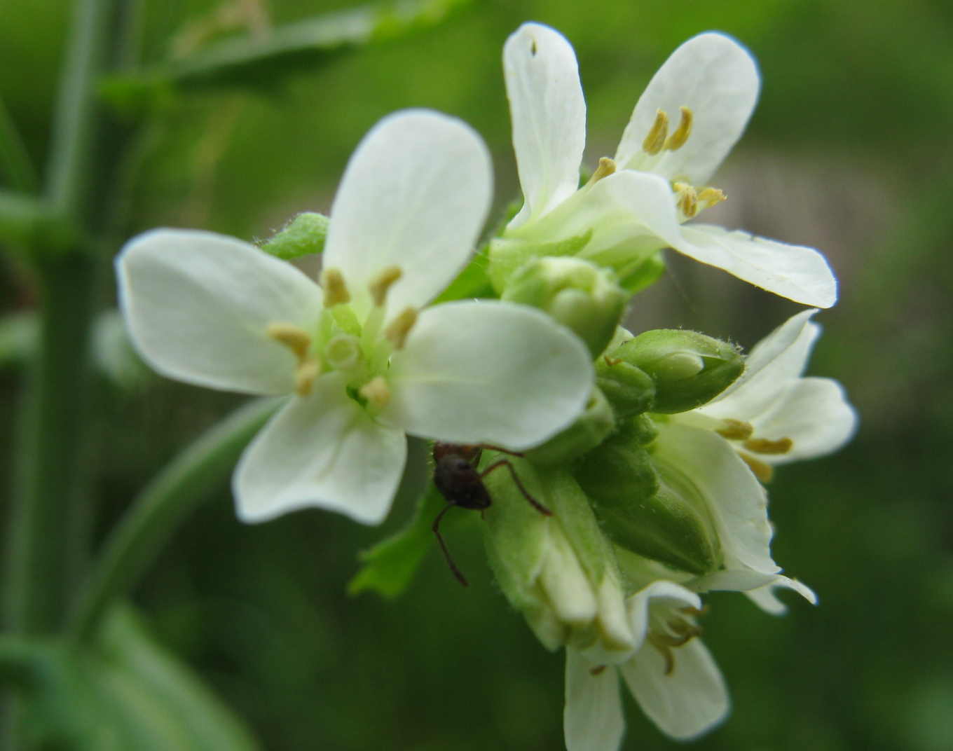 Pseudoturritis turrita (= Arabis turrita) / Arabetta maggiore