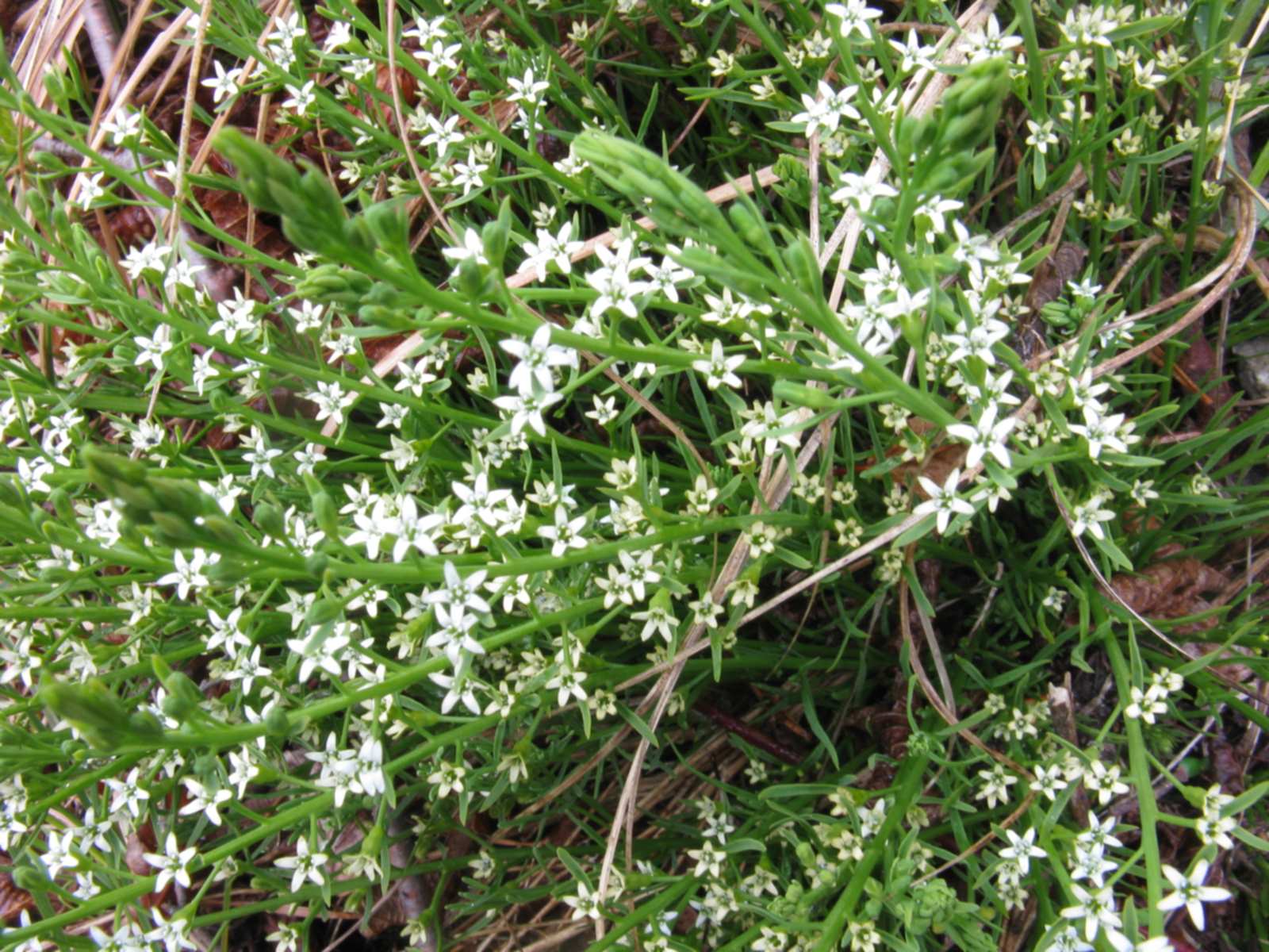 Thesium rostratum / Linaiola rostrata