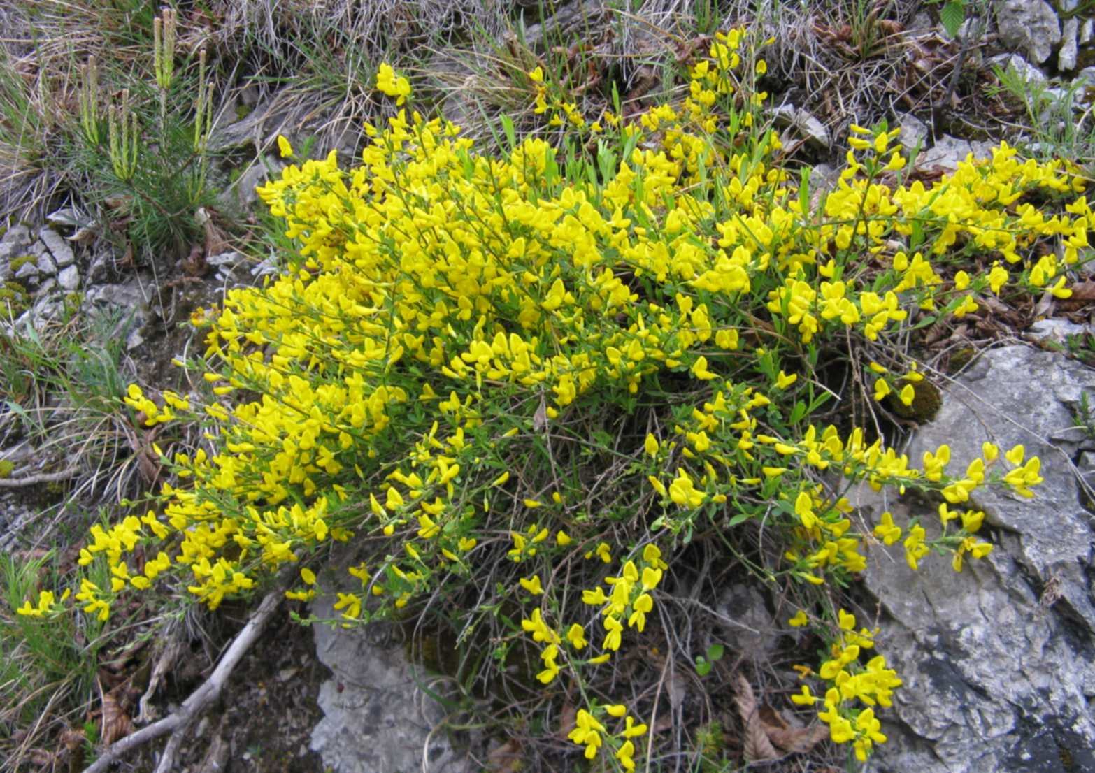 in Valbelluna - Cytisus pseudoprocumbens