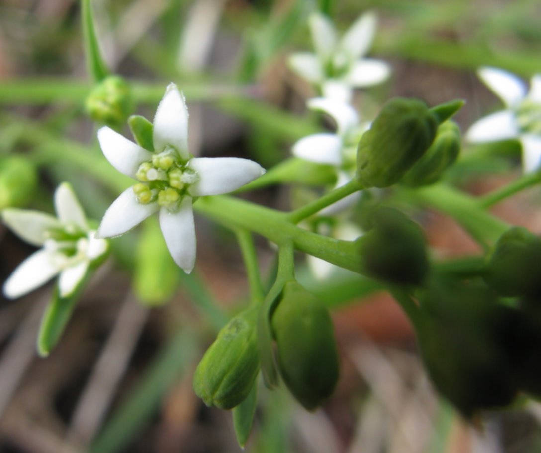 Thesium rostratum / Linaiola rostrata