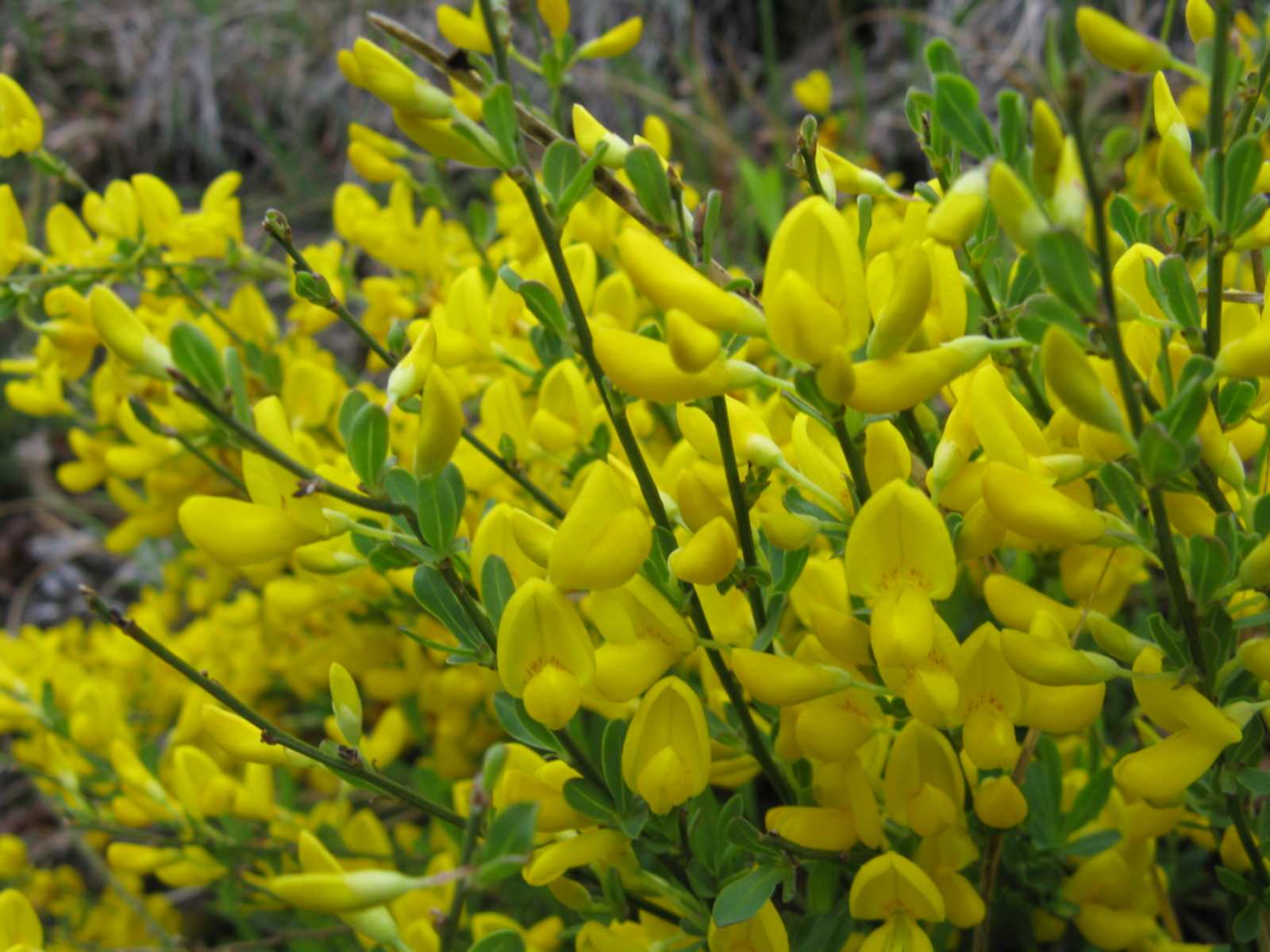 in Valbelluna - Cytisus pseudoprocumbens