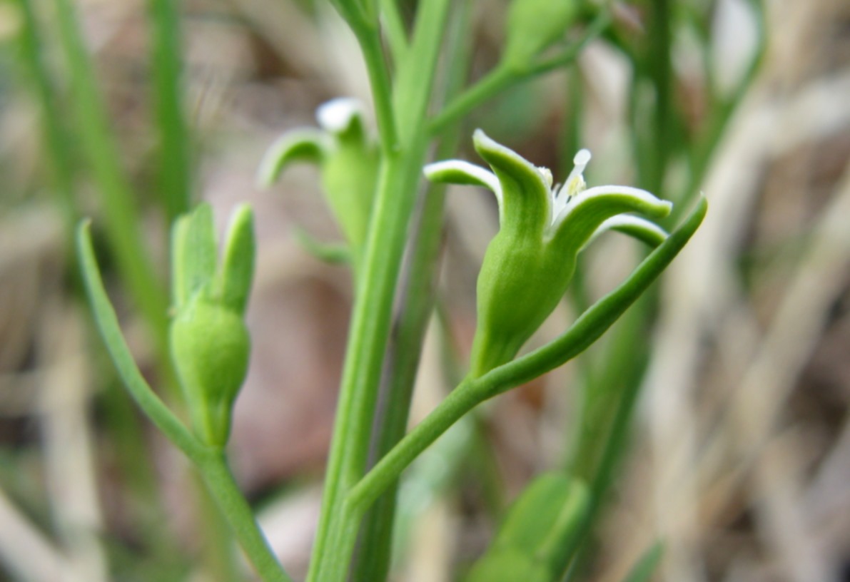 Thesium rostratum / Linaiola rostrata