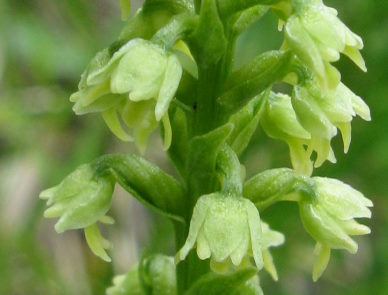 da determinare - Dolomiti - (Pseudorchis albida)