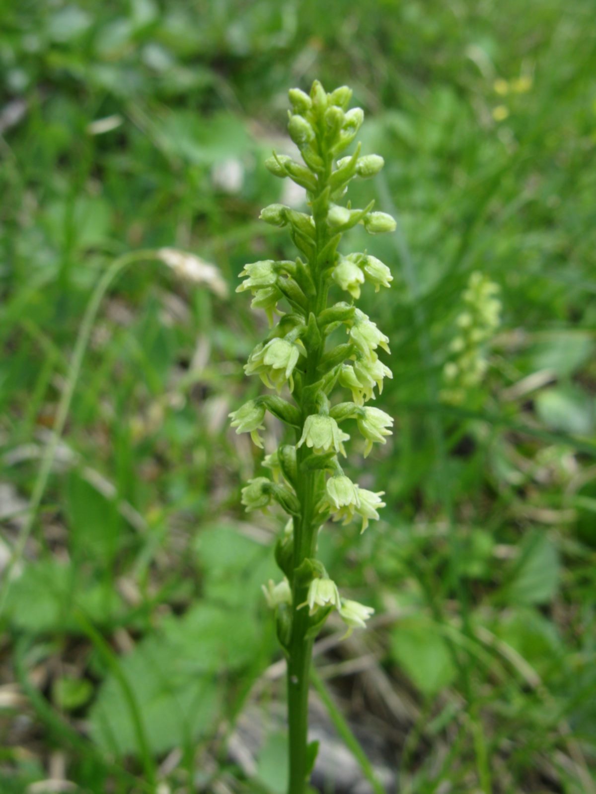 da determinare - Dolomiti - (Pseudorchis albida)