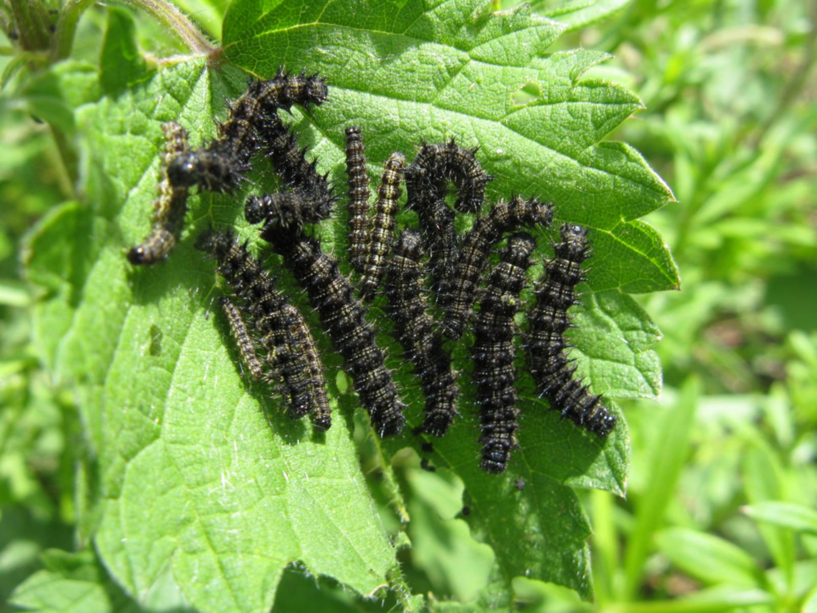 Bruchi su foglie di ortica - Aglais urticae