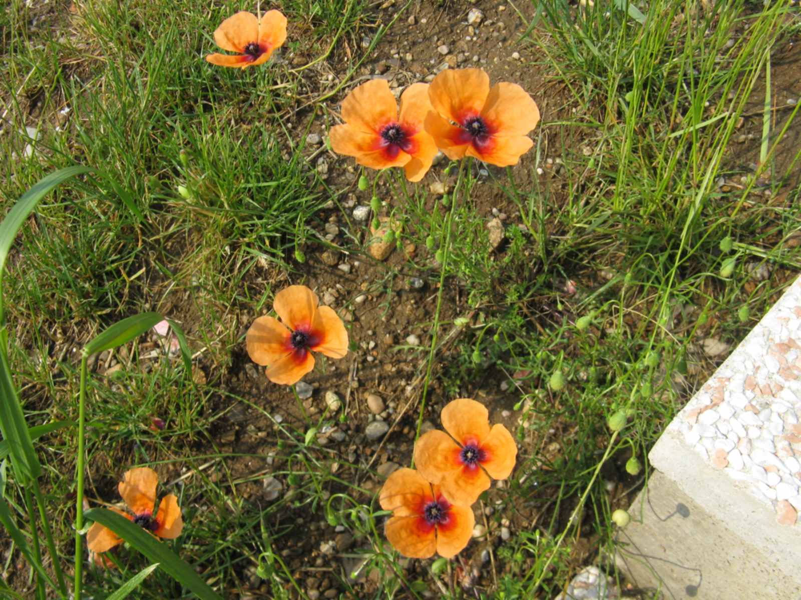 Papaver apulum / Papavero pugliese