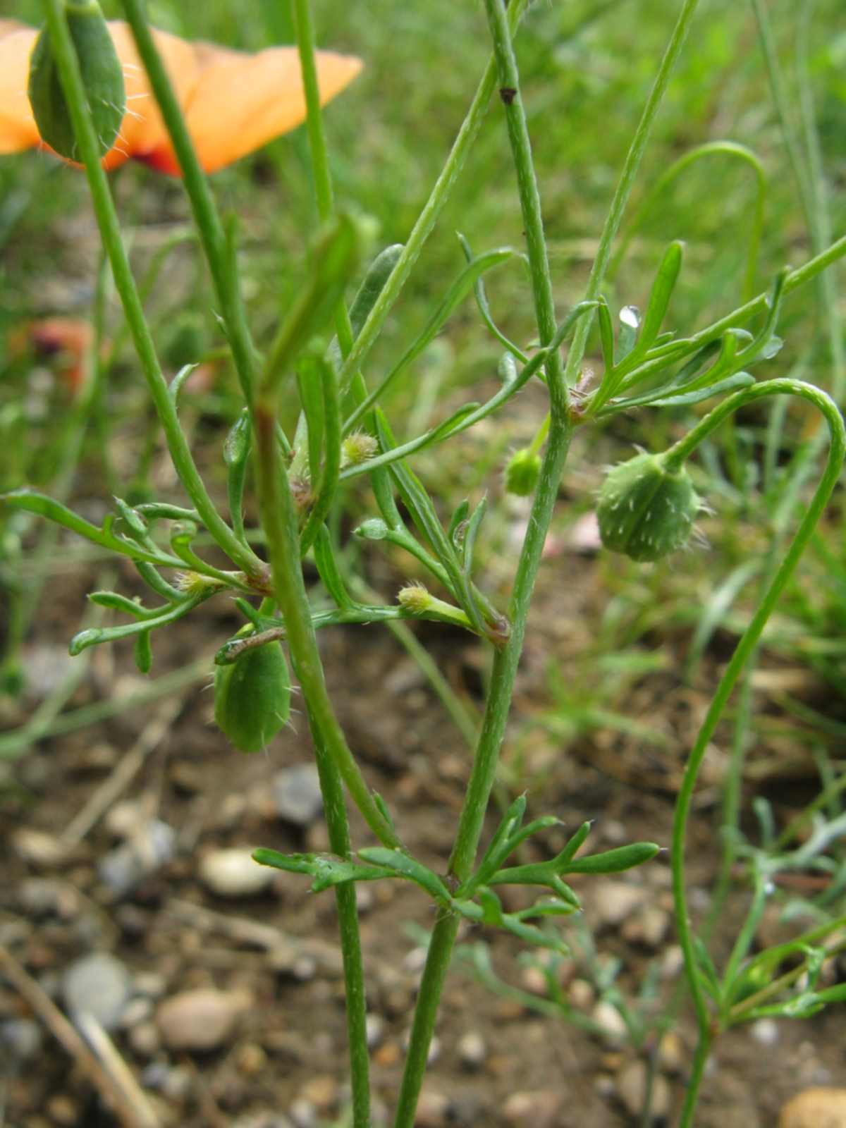 Papaver apulum / Papavero pugliese