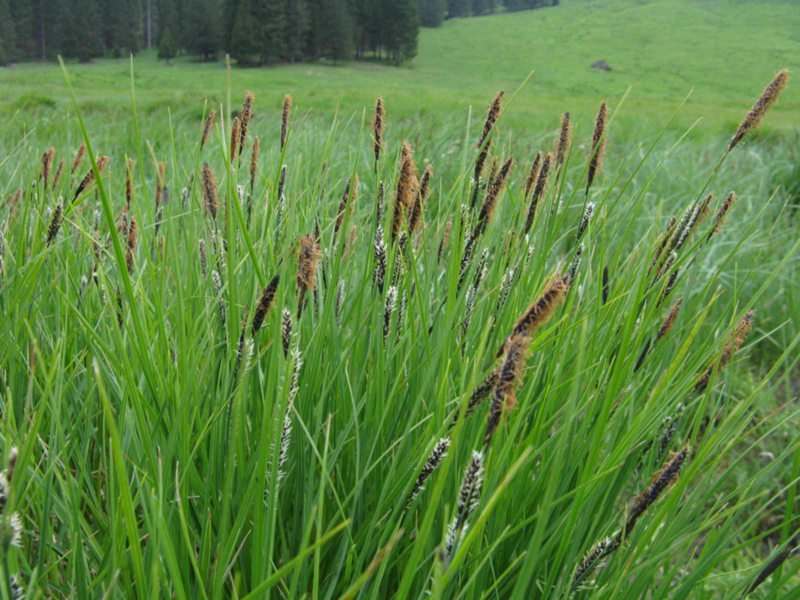 Cyperacea - Carex cfr.nigra