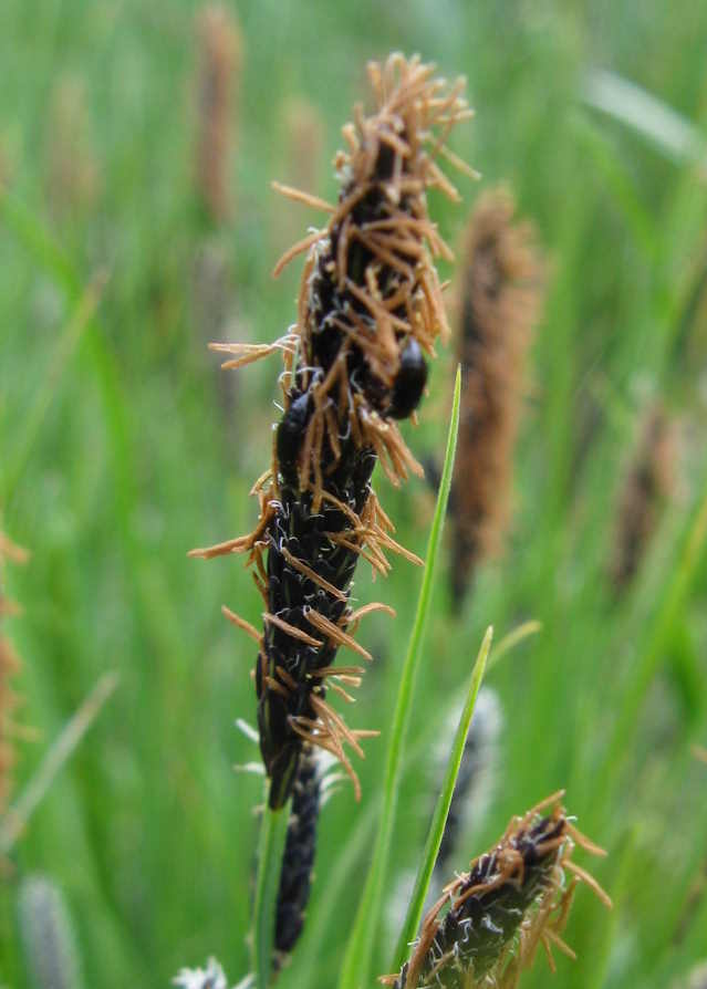 Cyperacea - Carex cfr.nigra